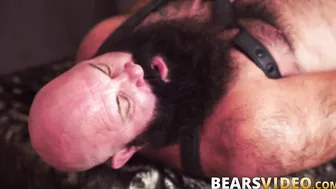 Bearded bear sits on cubs hard cock and rides it wildly