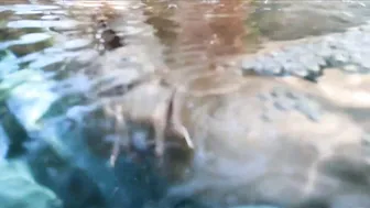 Katee Life Big Tits Underwater in pool 2