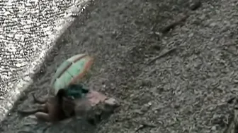 My mom in law enjoys sex on the beach (voyeur)