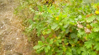 Amateure ficken Spontan im Wald