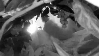 Woman masturbating and is secretly recorded.