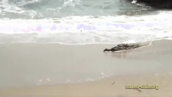 Prowling Panther Beach - nudist group explores oceanside roc