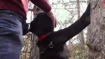 Bound to a tree on a beauty outfit masked and public deeply