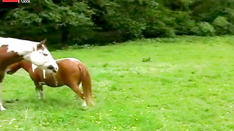Ride Me, Cowgirl!