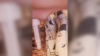 Rough day at the hucow farm
