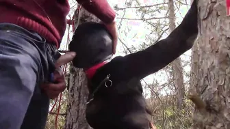 Outdoors sex into the wood. Wearing goddess clothes and high