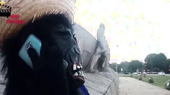 Macaco ventura pega professora acorda ela com pau na boca e goza