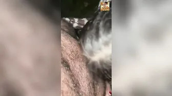 PAKISTANI Wifey DOGGING Site Outdoor Sex