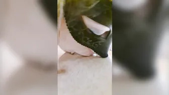SLOPPY DEEPTRHOAT SKANK