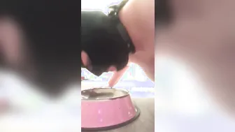 Pathetic Bimbo Drinks Piss from Bowl