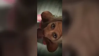 Fellatiobi-curious Whore into Pink