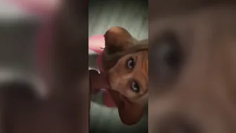 Fellatiobi-curious Whore into Pink
