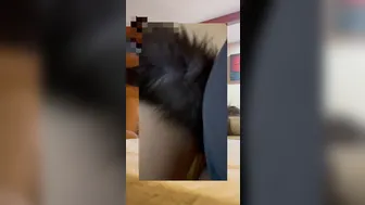 Fox Tail Banged