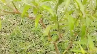PornHub most Popular Clip 2021