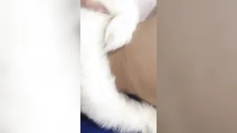 Fooly Cooly porn video – I Play with my Cooly Imagining that im having Anal Sex with my Cousin s Friend and ill Send him
