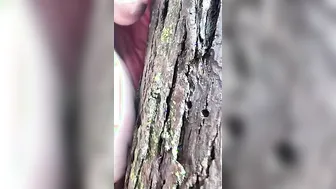 Fucking A Tree
