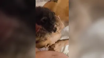 Layla Dollas Getting down on the Penis and Deep Throats she a Real Blowjob Shot GOAT
