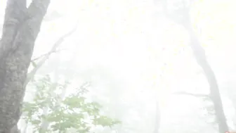 A Walk inside the Misty Forest with a Freaky Gigantic Booty lover