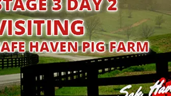 Stage three Visiting Safe Haven Pig Farm Day two