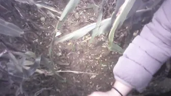 Hand Job into the field with much cum