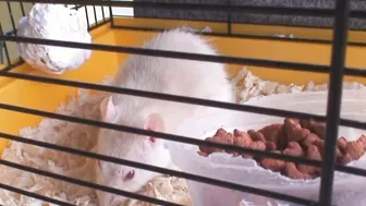 Matrue Neighbors Blows and Ride his Huge Penis