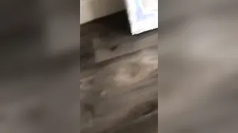 TikTok 18 Year Old Skank Compilation