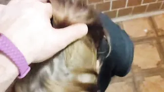 Very deep oral sex from a adorable bimbos