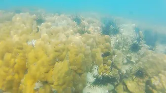 ENJOY Ass Plug INSIDE and OUT among Fish n Corals