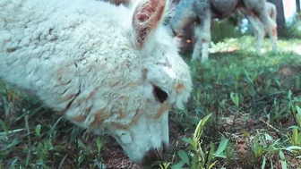 Alpaca - Animals of the Earth - Lets save the animals