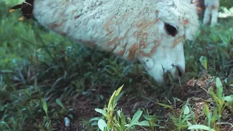 Save porn video – Alpaca - Animals of the Earth - Lets save the animals