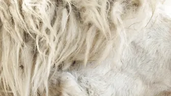 Alpaca - Animals of the Earth - Lets save the animals