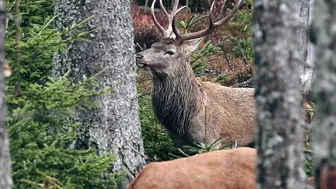 Moose - Animals of the Earth - Lets save the animals