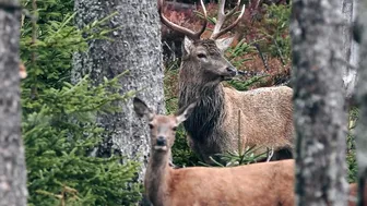 Moose - Animals of the Earth - Lets save the animals