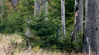 Moose - Animals of the Earth - Lets save the animals
