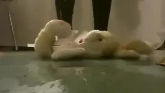 Lover Shanaia intense crush and spits on teddy