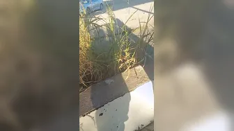Cougar peeing