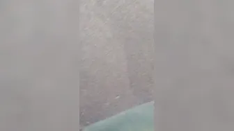 Cougar peeing