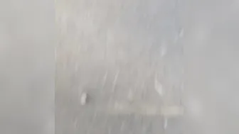 Cougar peeing