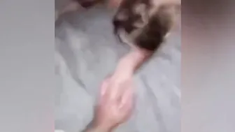 Estos maridos logran que sus hermosas esposas sean folladas por grandes penes