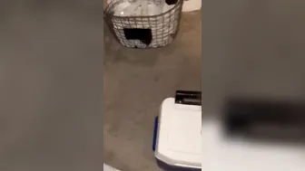 ebony vibrator disappears
