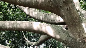 Wifes public tree climbing no underwear outdoor nudity