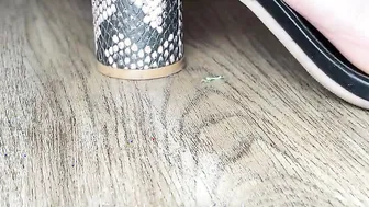Giantess Daisy Crushes Mr. Mantis Into Heels Crush Bdsm