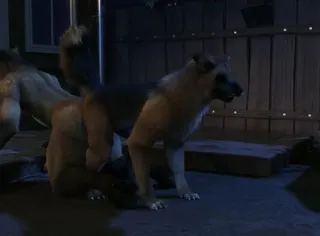 Yiff-YiffCollector