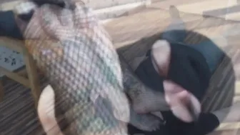 Feet worship compilation three - Worshipping a inked moms toes