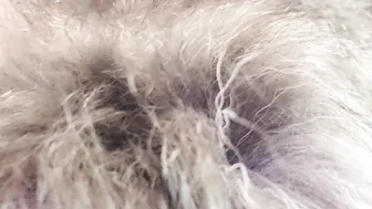 Having Fun with my snatch  fox tail