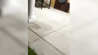 peeing on the homosexual homie