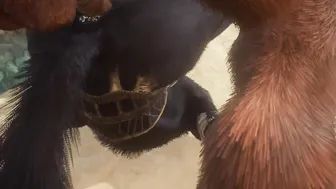 Minotaur Ejaculates GIGANTIC Load In Wolf Male (Homosexual Mating) | Wild Life Furry