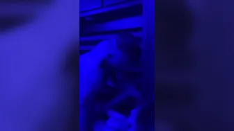 Plowed until orgasm