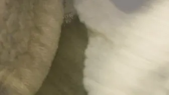 Hispanic BBW inside Fishnets BLOWS on my bbc 