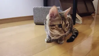 Twat pouts alone because it wants to play with you.